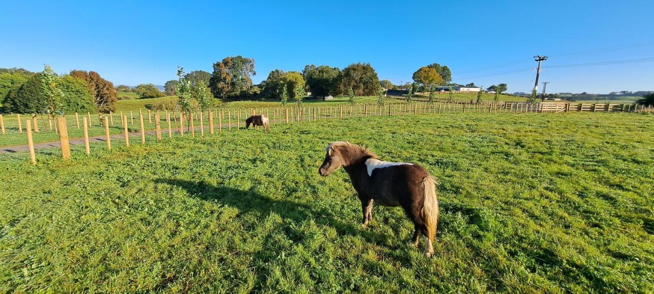 Country Comfort - Only 10 Minutes From Hamilton Cbd Extérieur photo