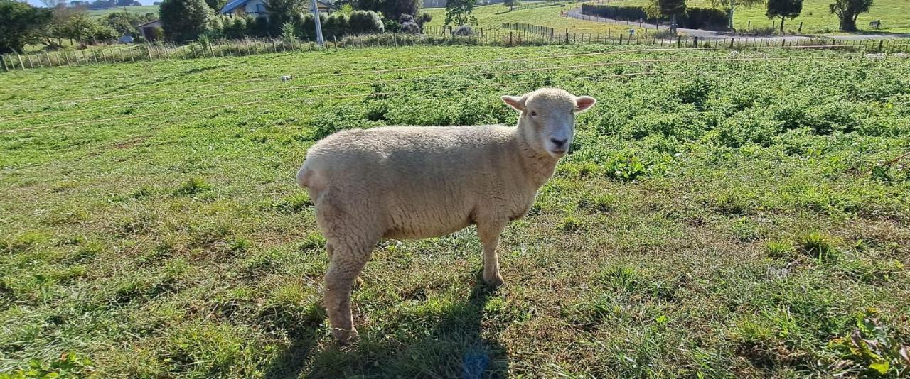 Country Comfort - Only 10 Minutes From Hamilton Cbd Extérieur photo
